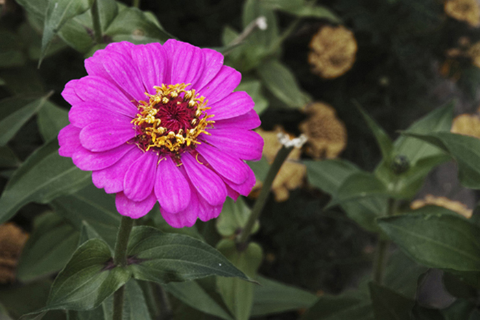 photo "***" tags: nature, flowers