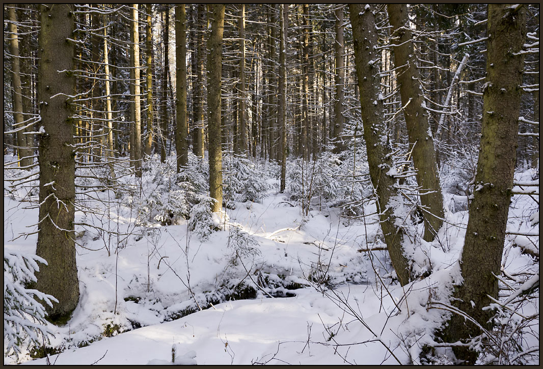 photo "Where the Maces Grow" tags: landscape, forest