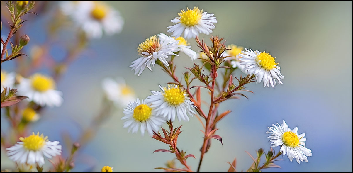 photo "***" tags: nature, flowers