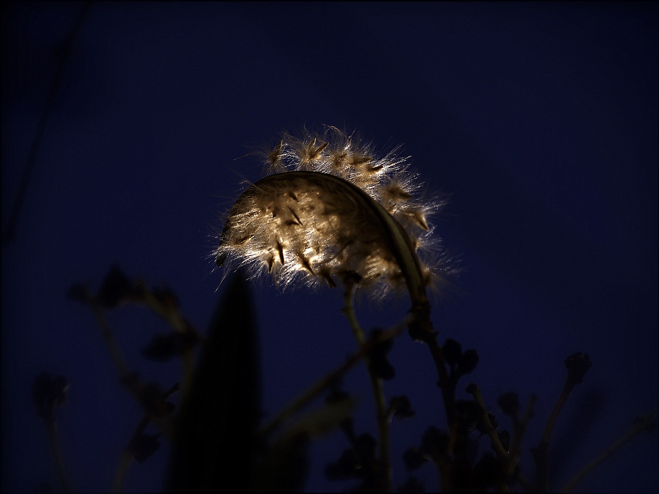 photo "***" tags: macro and close-up, nature, flowers