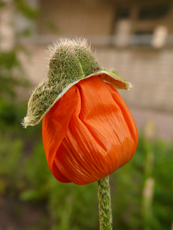 photo "***" tags: nature, flowers