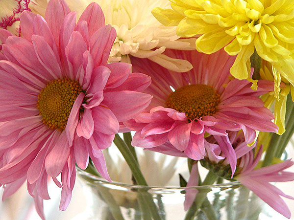 photo "at the kitchen table" tags: nature, flowers