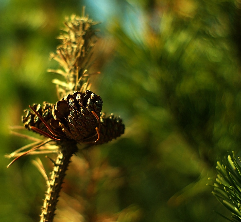 photo "Green bokeh..." tags: landscape, nature, flowers, forest