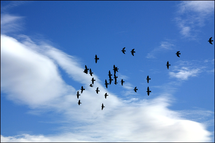 photo "Addicted to freedom / Увлекавшийся свободой" tags: landscape, nature, clouds, pets/farm animals