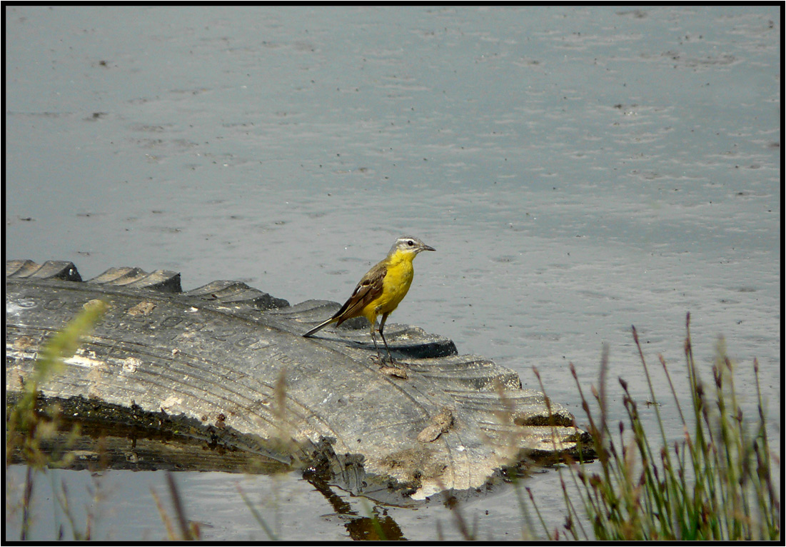 photo "habitat" tags: genre, nature, wild animals