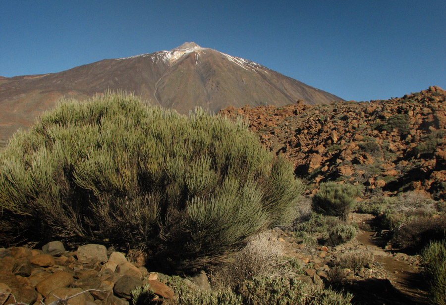 photo "Teide and friends" tags: landscape, travel, mountains