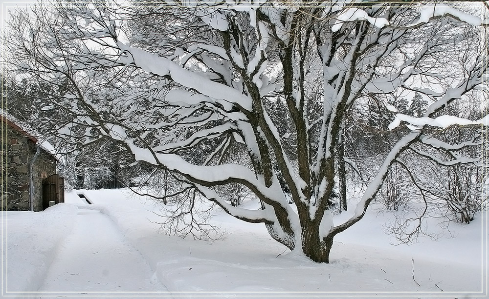 photo "Near the barn" tags: landscape, winter