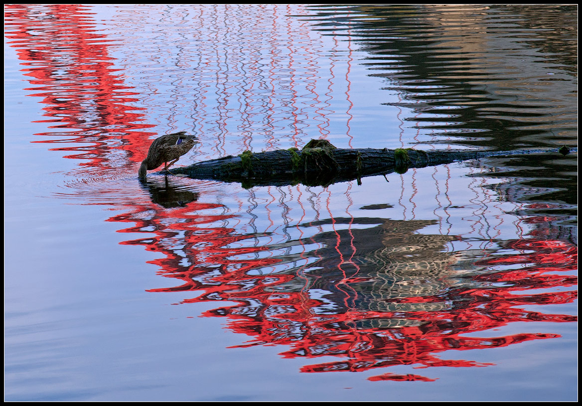 photo "drink the river))" tags: landscape, nature, water, wild animals