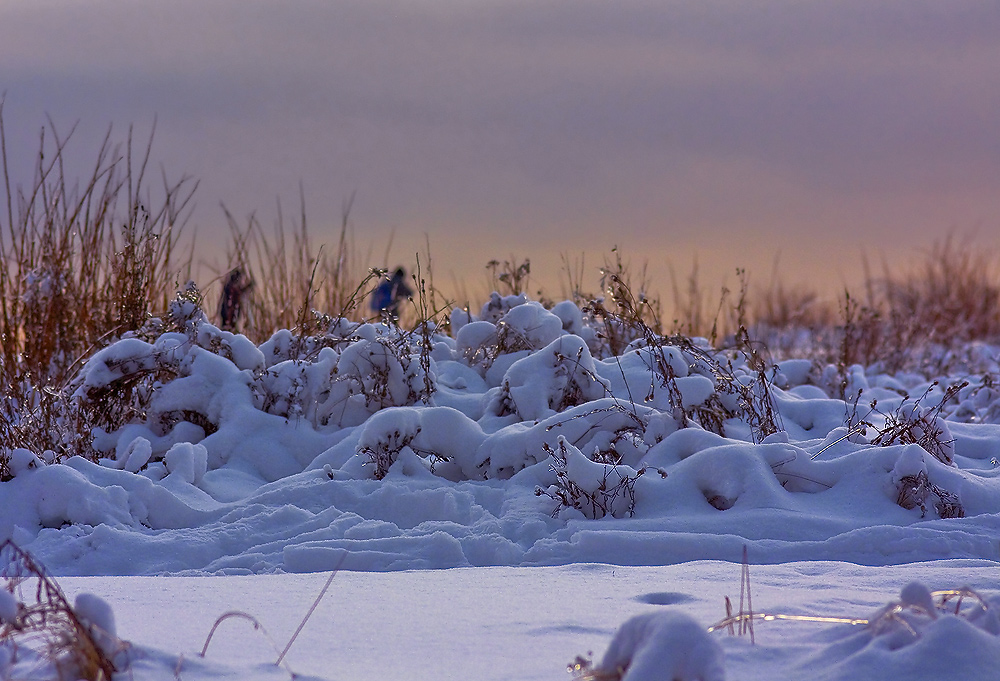 photo "Winter morning." tags: landscape, forest, winter