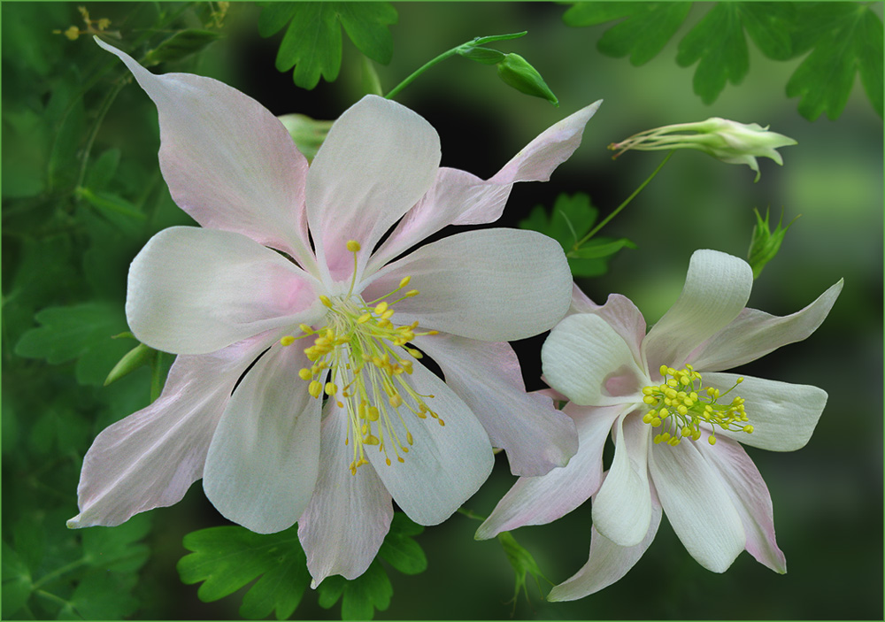 photo "a hour of triumph of Aquilegia" tags: nature, flowers