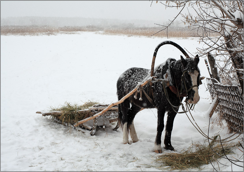 photo "Short rest" tags: landscape, winter