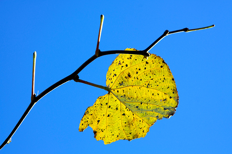 фото "The last leaf / Последний лист" метки: природа, макро и крупный план, autumne, blue, leaves, trees