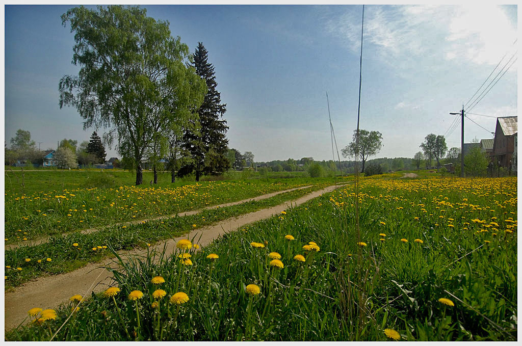 фото "Желтые цветы для Светланы-M" метки: пейзаж, лето