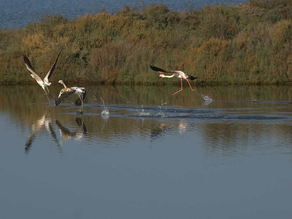 photo "RIVER TAGUS ESTUARY" tags: nature, landscape, water, wild animals
