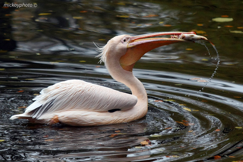 photo "***" tags: nature, wild animals