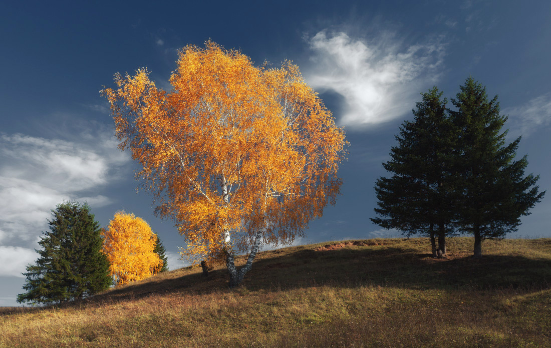 фото "Осенние деревья" метки: пейзаж, осень