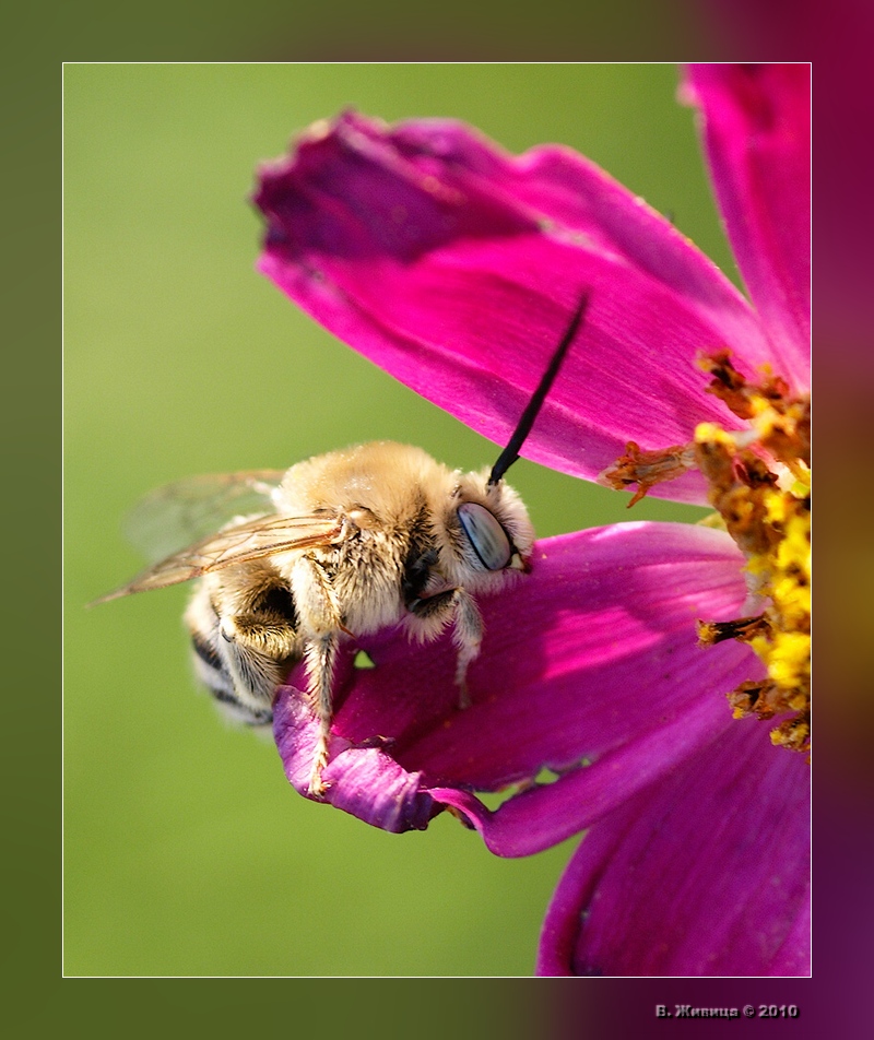 photo "***" tags: nature, macro and close-up, insect