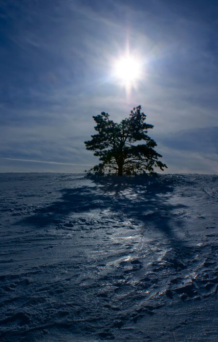 фото "Одинокое дерево под утренним солнцем в пустынном пейзаже" метки: пейзаж, зима