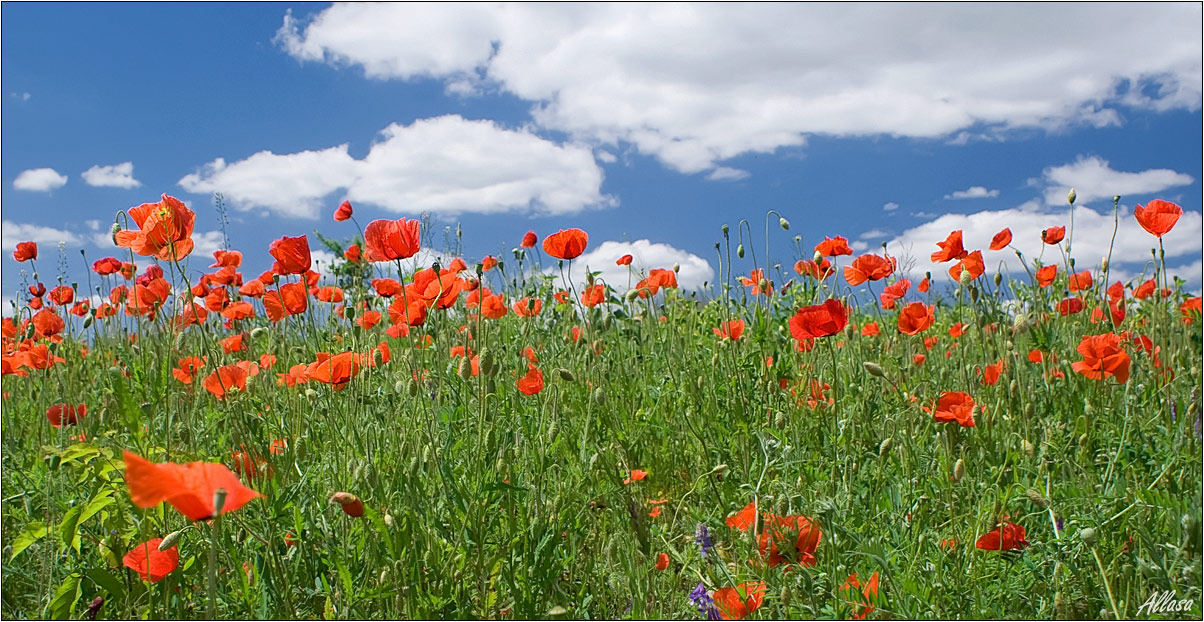 photo "***" tags: landscape, nature, flowers, summer