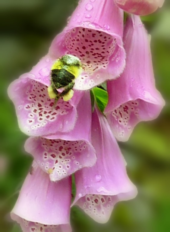 photo "***" tags: nature, macro and close-up, insect