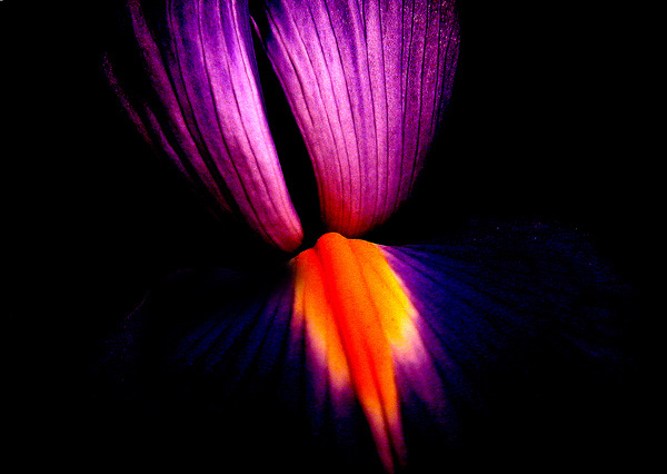 photo "Iris" tags: nature, flowers