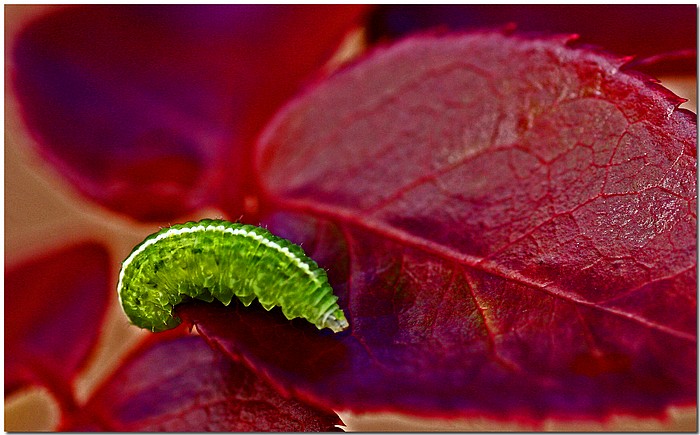 фото "Green Meenie" метки: природа, макро и крупный план, насекомое