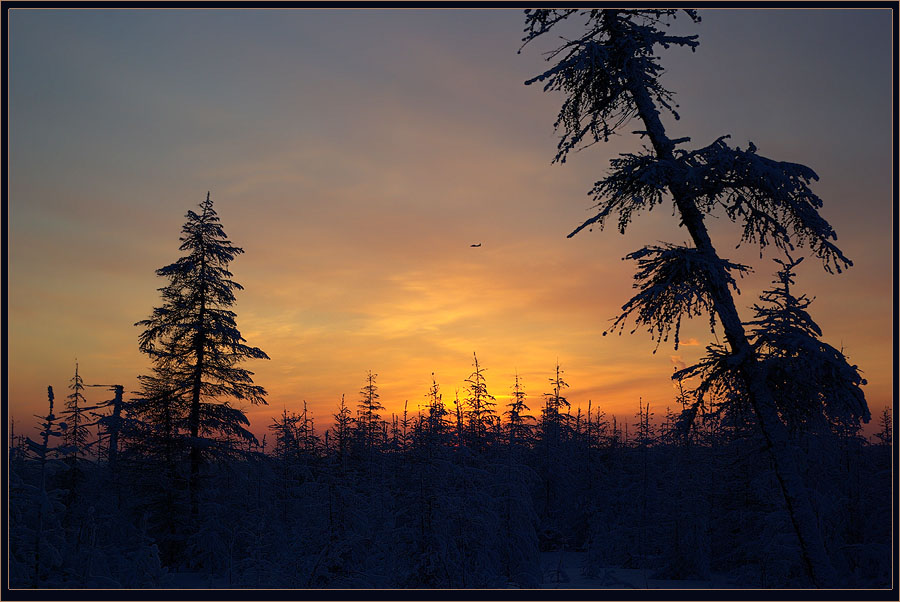 photo "***" tags: landscape, forest, sunset