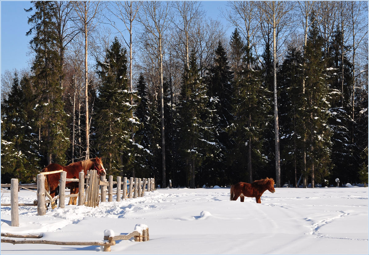 photo "***" tags: landscape, nature, pets/farm animals, winter