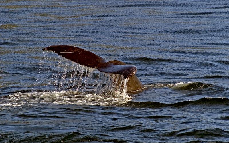 фото "Humpback whale tail" метки: путешествия, Северная Америка