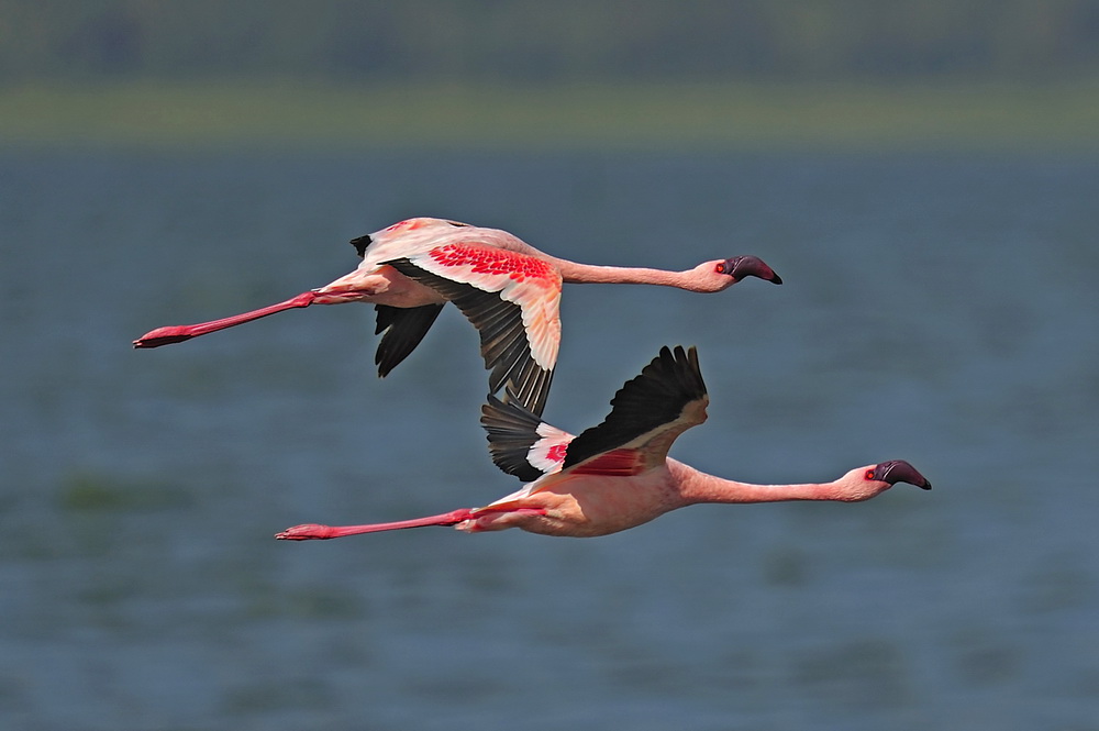 фото "Arrows" метки: , 