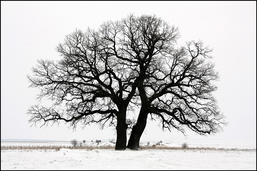 photo "Inseparable from two hundred years!" tags: landscape, nature, snow, trees, winter