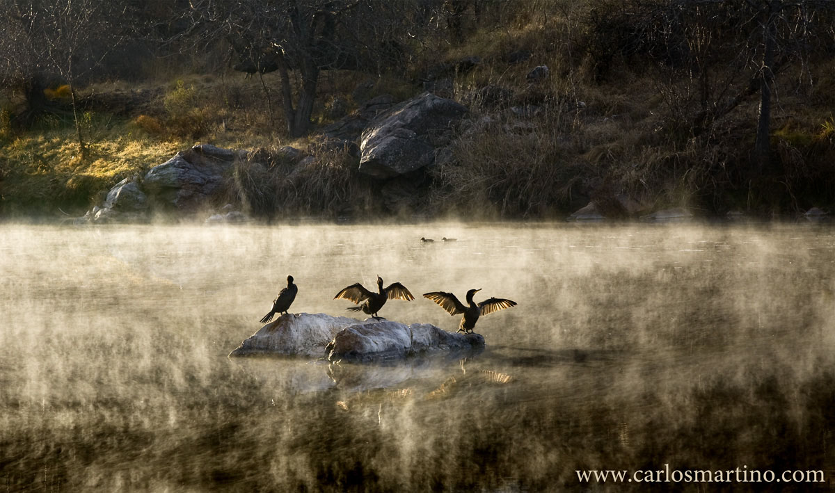 photo "***" tags: nature, 