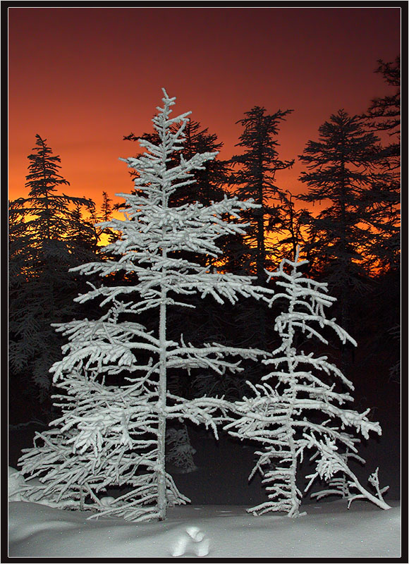 photo "***" tags: landscape, forest, sunset