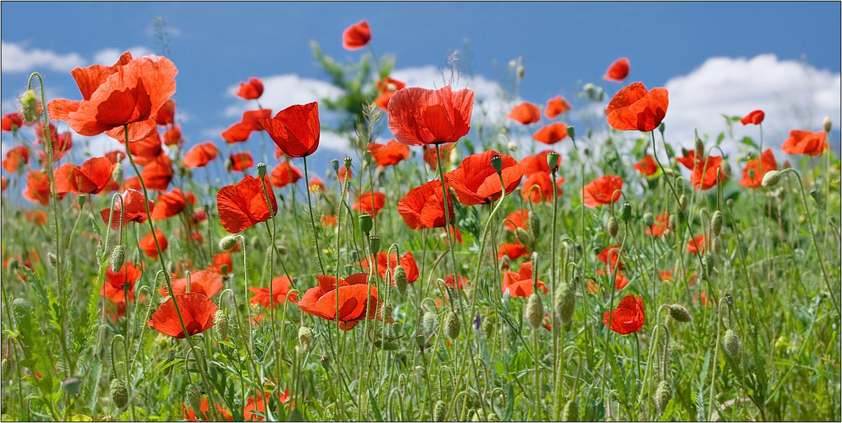 photo "***" tags: nature, flowers