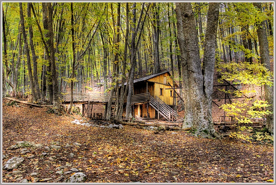 photo "Forest lighthouse" tags: landscape, forest