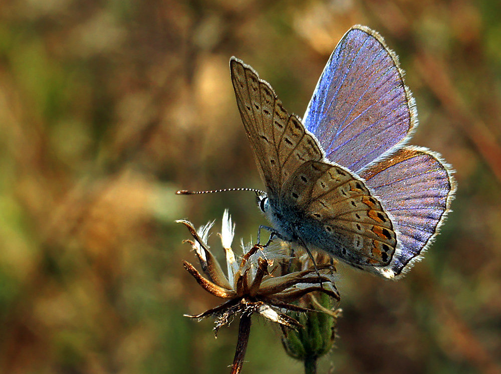 photo "МАКРО БАБОЧКА" tags: macro and close-up, nature, insect