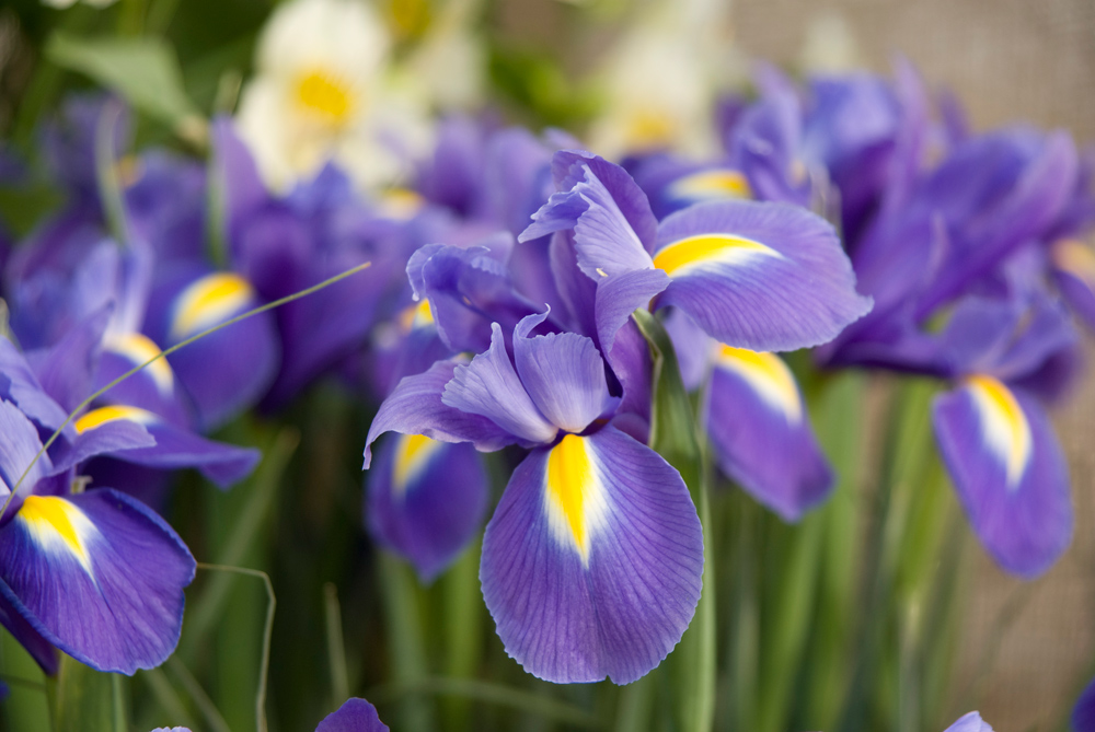 photo "***" tags: nature, flowers