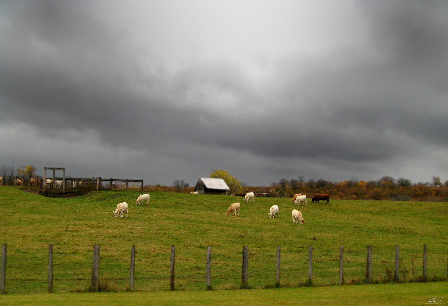 photo "***" tags: nature, landscape, pets/farm animals