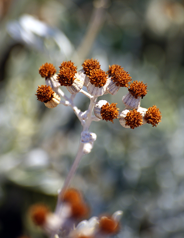 photo "макро цветы" tags: nature, macro and close-up, flowers