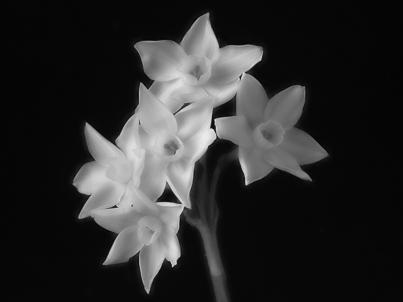 фото "narcissi" метки: природа, цветы
