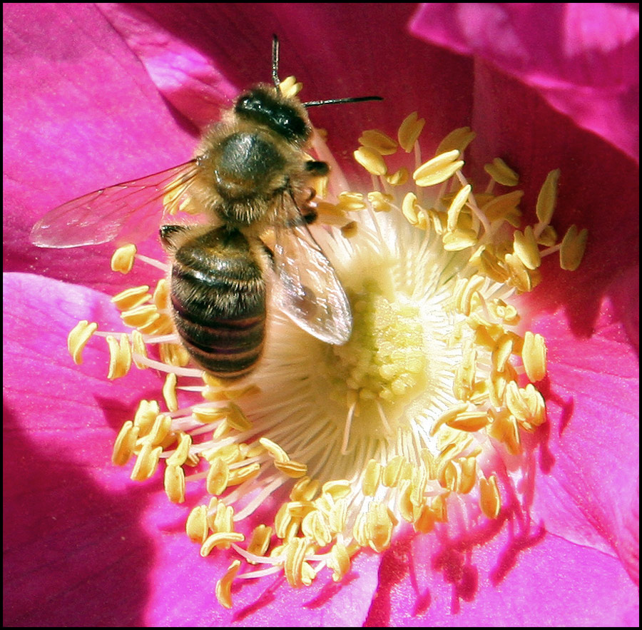 photo "Soon there will be spring" tags: nature, insect