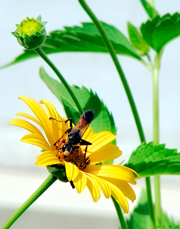 photo "***" tags: nature, insect