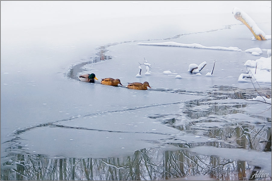 photo "***" tags: landscape, nature, pets/farm animals, winter
