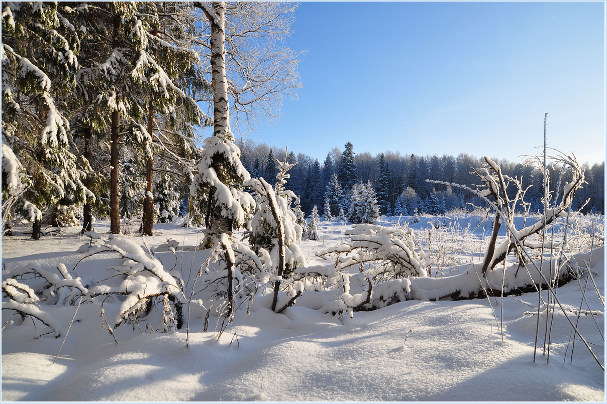 photo "***" tags: landscape, forest, winter