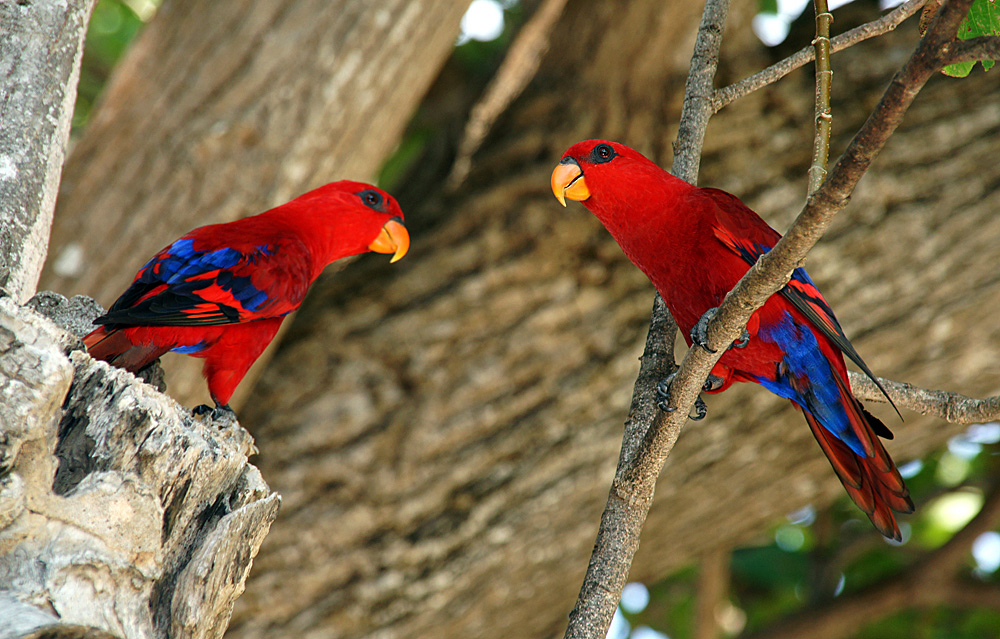 photo "птицы" tags: nature, wild animals