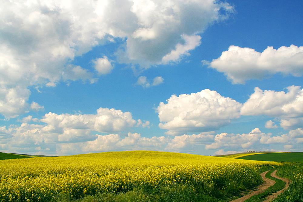 фото "Beauty of spring" метки: пейзаж, road, spring, yellow, небо, облака