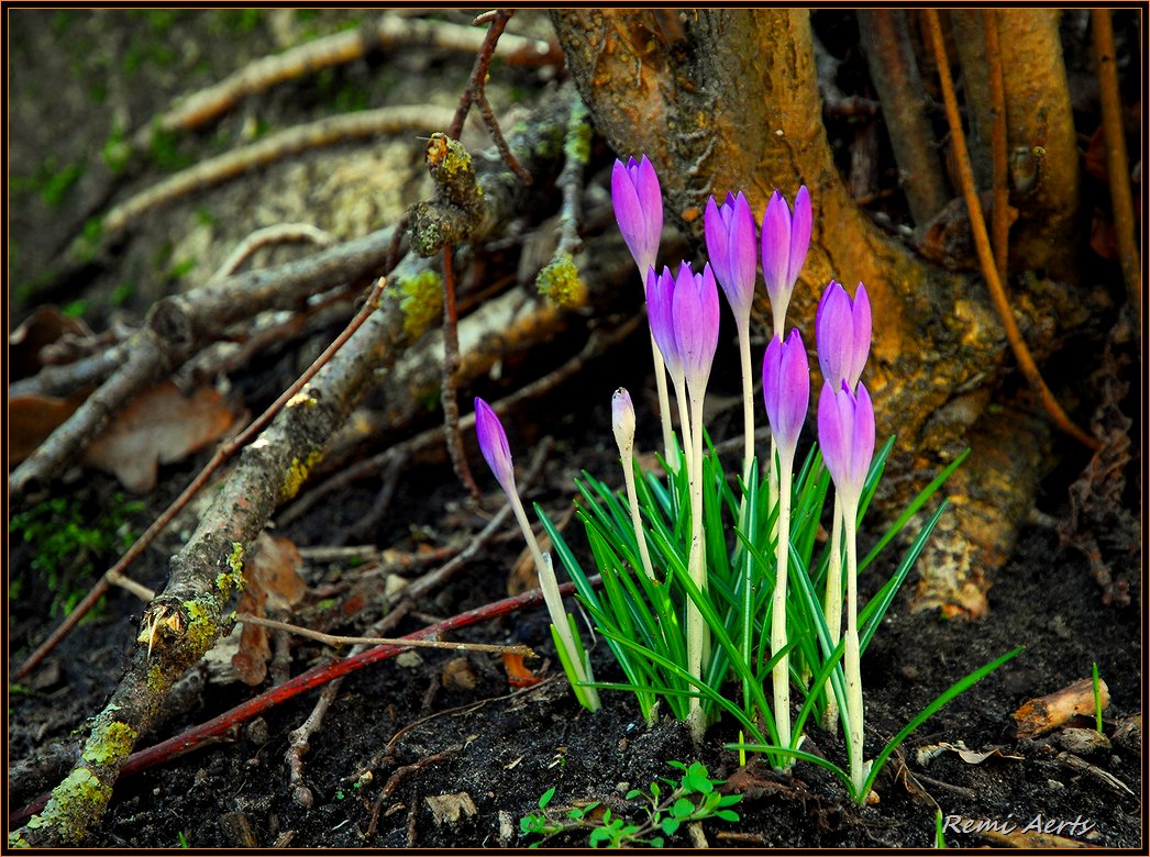 photo "***" tags: nature, macro and close-up, flowers