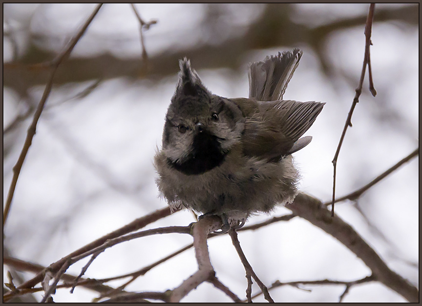photo "Punks? Haven't seen..." tags: nature, wild animals