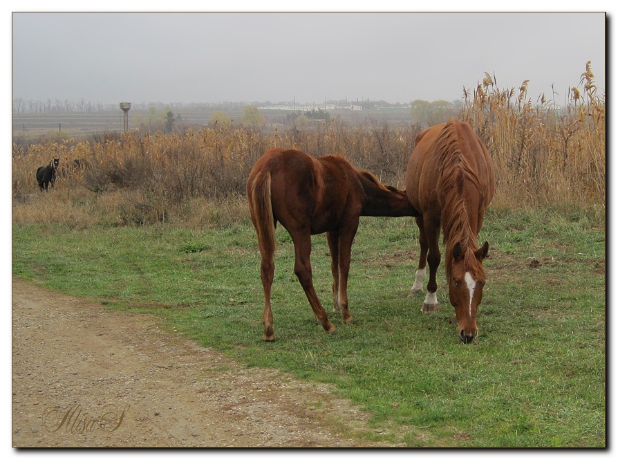 photo "***" tags: nature, pets/farm animals