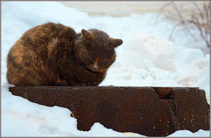 фото "Холодно" метки: природа, домашние животные